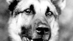 Легендарни кучета безмълвно кино: две животи овчари на наречено сърце от клас