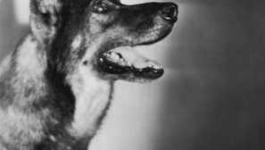 Легендарни кучета безмълвно кино: rin tin tin