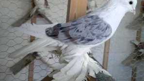 Ленинакански гълъби