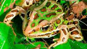 Леопард жаба