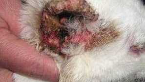 Лептоспироза при кучета: симптоми и лечение, диагноза, независимо дали на човека