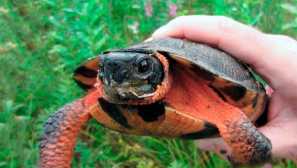Горски костенурка