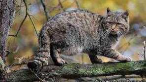 Forest cat: лайфстайл европейска дива котка