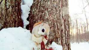 Летящ обикновен