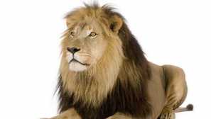 Лъв