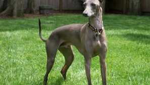 Помощ: описание borzoy, грижа, фото кучета