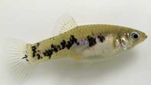 Лимини раирана, петилина раирана, напукване лимина, кубинска лима (поексилия виттата, лима вита)