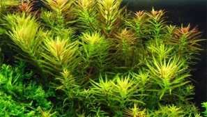 Аромати на лимнофила - аквариумна инсталация