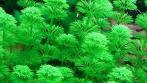 Limnofila sydiachkavetova - аквариумна инсталация