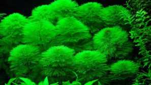 Вода или амбилия, лимофила индийски.