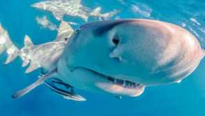 Лимон акула