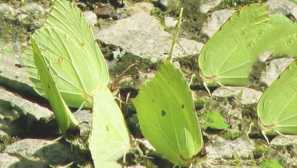 Лемонгриана