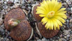 Литропсия: описание, възпроизвеждане, грижа, заболяване, кацане, трансплантация, снимка