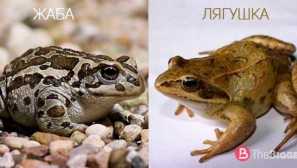 Жаба: начин на живот, описание, възпроизвеждане, изгледи, външен вид, снимка