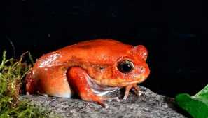 Доматена жаба или домати безкорд