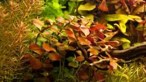 Bolotnaya ludvigia, ludwigi arc аквариумни растения