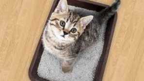 Тава за котка: видове. Тоалетна тоалетна с висока страна