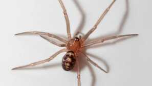 Фалшива черна вдовица или steatoda