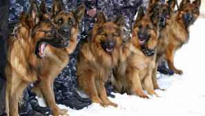 Най-доброто куче за защита на частна къща: как да направите правилния избор