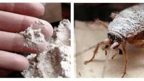 Най-доброто народно средство за хлебарки можете да направите себе си