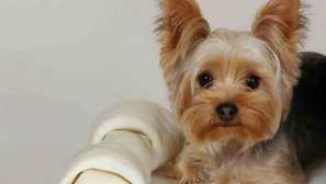 Най-добрите апартаменти: породи кучета, което е добро дори на деветия етаж на висока сграда