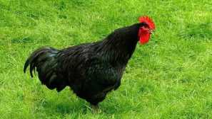 Най-добрите пилета за породата на месото