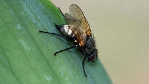 Дълга муха - монтиране ниско