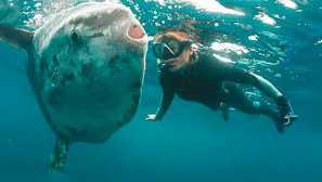 Луната-риба обикновен