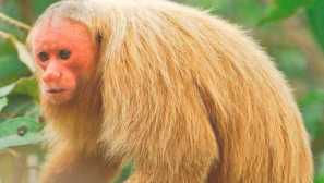 Балд вакари