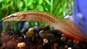 Макронатус съдържание снимка описание на резервната видео съвместимост.