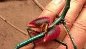 Малагаски гигантски насекоми-пръчки