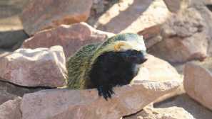 Малък гризон