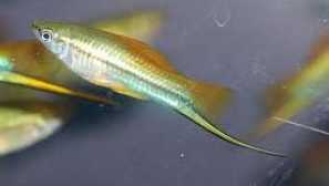 Средна кобила грийн