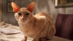 Мечтата на собствениците: 4 породи котки, които не губят