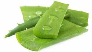 Мед иса пчела