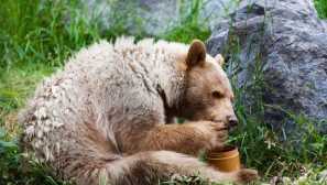 Мечките се затварят, полудяват мед и смучат лапата: какво е вярно и тази фантастика