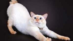 Mekong bobtail - котка с закачена опашка