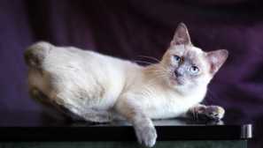 Mekong bobtail: описание и стандарт на порода, грижа и съдържание