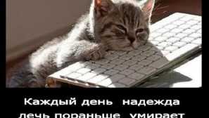 Меми с котки - най-добрите