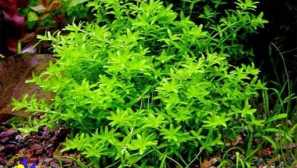 Mikrangem ниско монтиран: съдържание, грижи, възпроизвеждане, снимка, описание