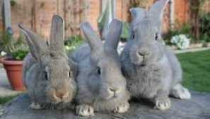 Мисматоза при зайци: симптоми и лечение у дома