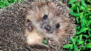 Сладък горски таралежи: какво яде в дивата природа и как да се храни у дома