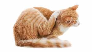 Може бълхи от котката да отидат на човек и как да се отърват от тях