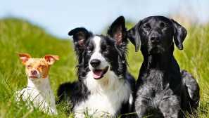 Мокър нос - здравословно куче: 4 предразсъдъци за кучета, в които не трябва да вярвате