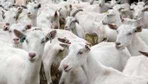 Млечни породи кози: заглавия, описания и характеристики