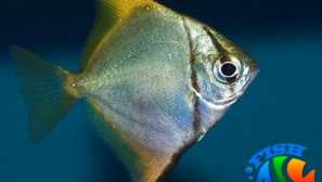 Съдържание и описание на сребро и описание на monodactyl или monodactilus