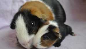 Гвинея: грижа и поддръжка у дома, колко живее, отколкото храненето, размера на клетката