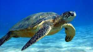 Морски костенурки: описание на снимката, видове, съдържание, грижи, храна