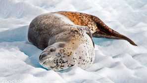 Морски леопард