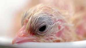 Възможно ли е да се отстрани пилето без яйце?